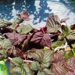 Lieska obyčajná (Corylus avellana) ´RED MAJESTIC´ - výška 60-80 cm, kont. C5L - NA KMIENKU